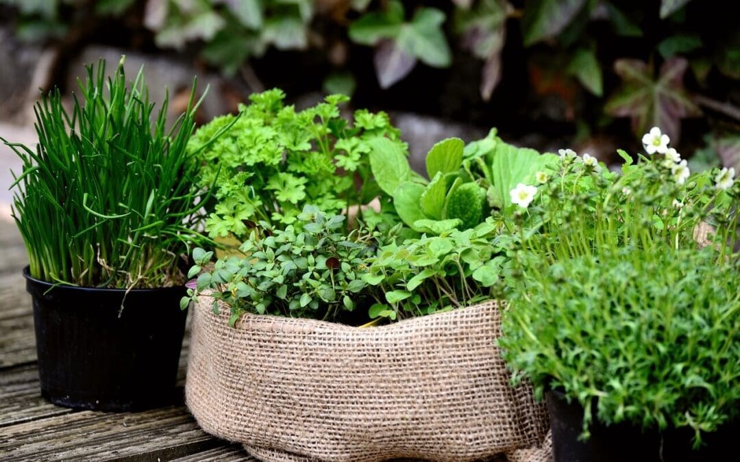 Grow Anywhere: Practical Tips for Successful Container Gardening