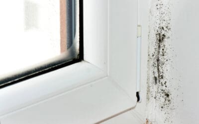What’s That Smell? How to Spot the Signs of Mold in Your Home